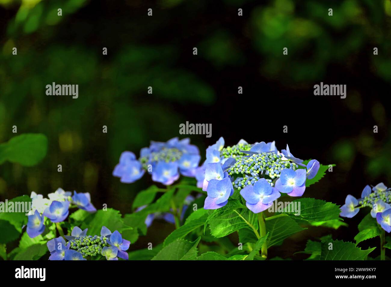 Bellissimi fiori blu di ortensie di montagna che fioriscono in mezzo al verde fresco Foto Stock