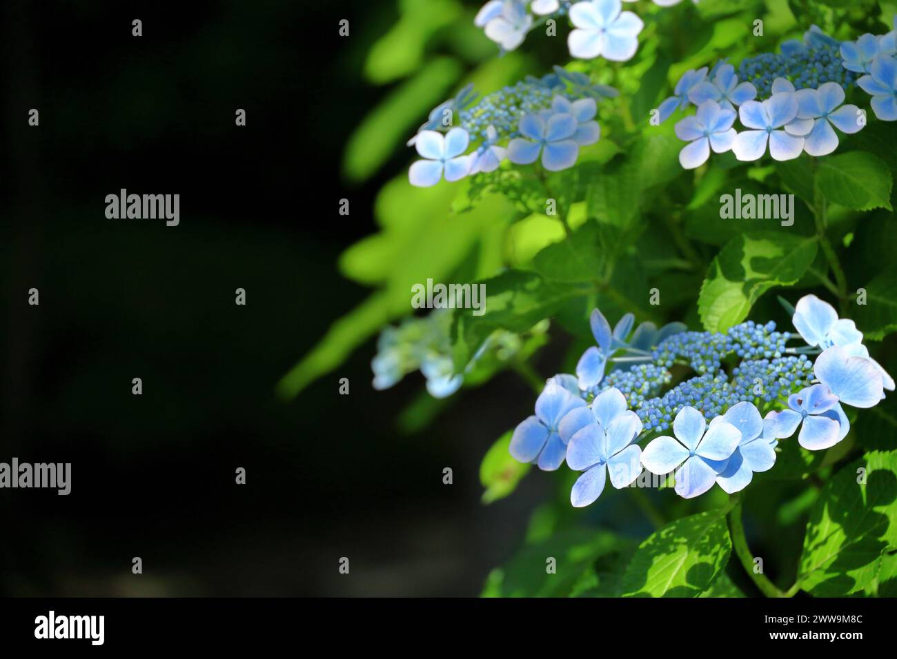 Bellissimi fiori blu di ortensie di montagna che fioriscono in mezzo al verde fresco Foto Stock