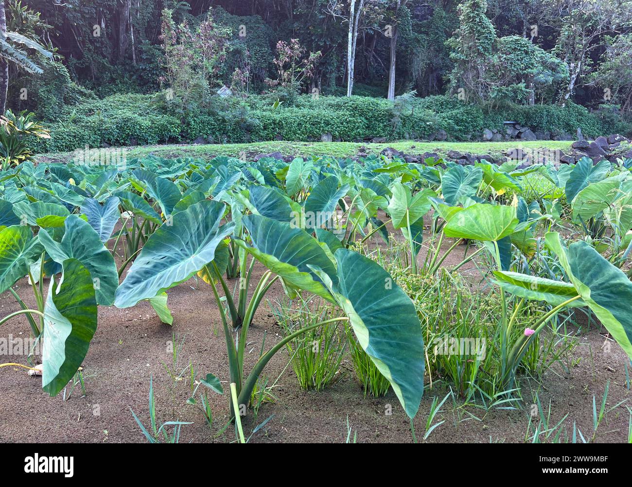 Restaurato lo'i kalo (campo di taro) nel parco statale di Haena a Kauai. Foto Stock