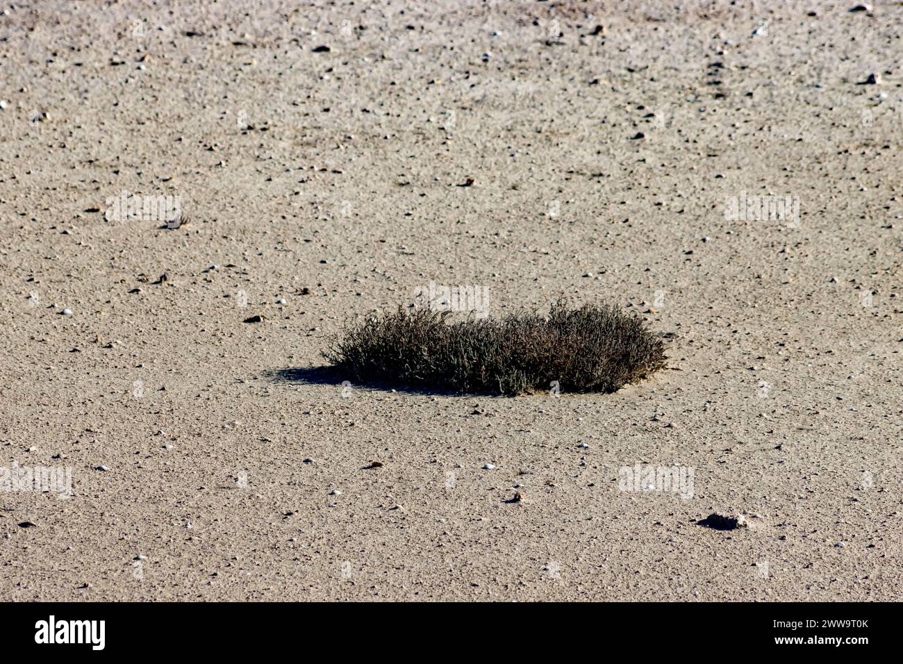 piante che crescono nelle piscine saline mentre non c'è mare in esse Foto Stock