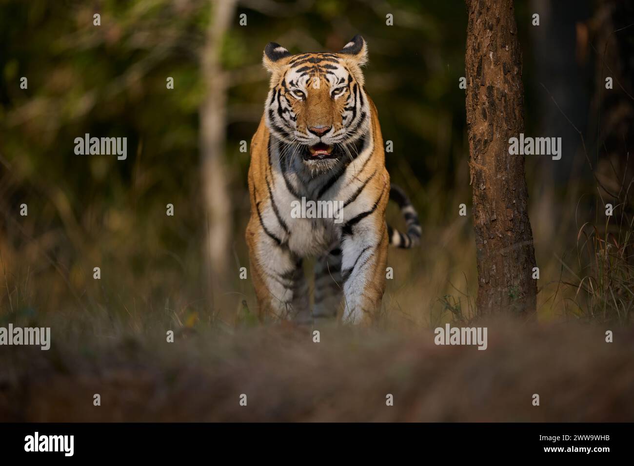 La tigre Biruhli che emerge dalla foresta nella riserva delle tigri di Bandhavgarh, in India Foto Stock