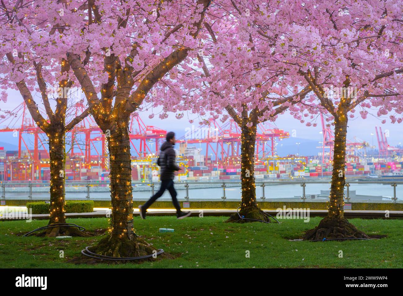 Fioritura primaverile, Cherry Trees, Vancouver, British Columbia, Canada Foto Stock