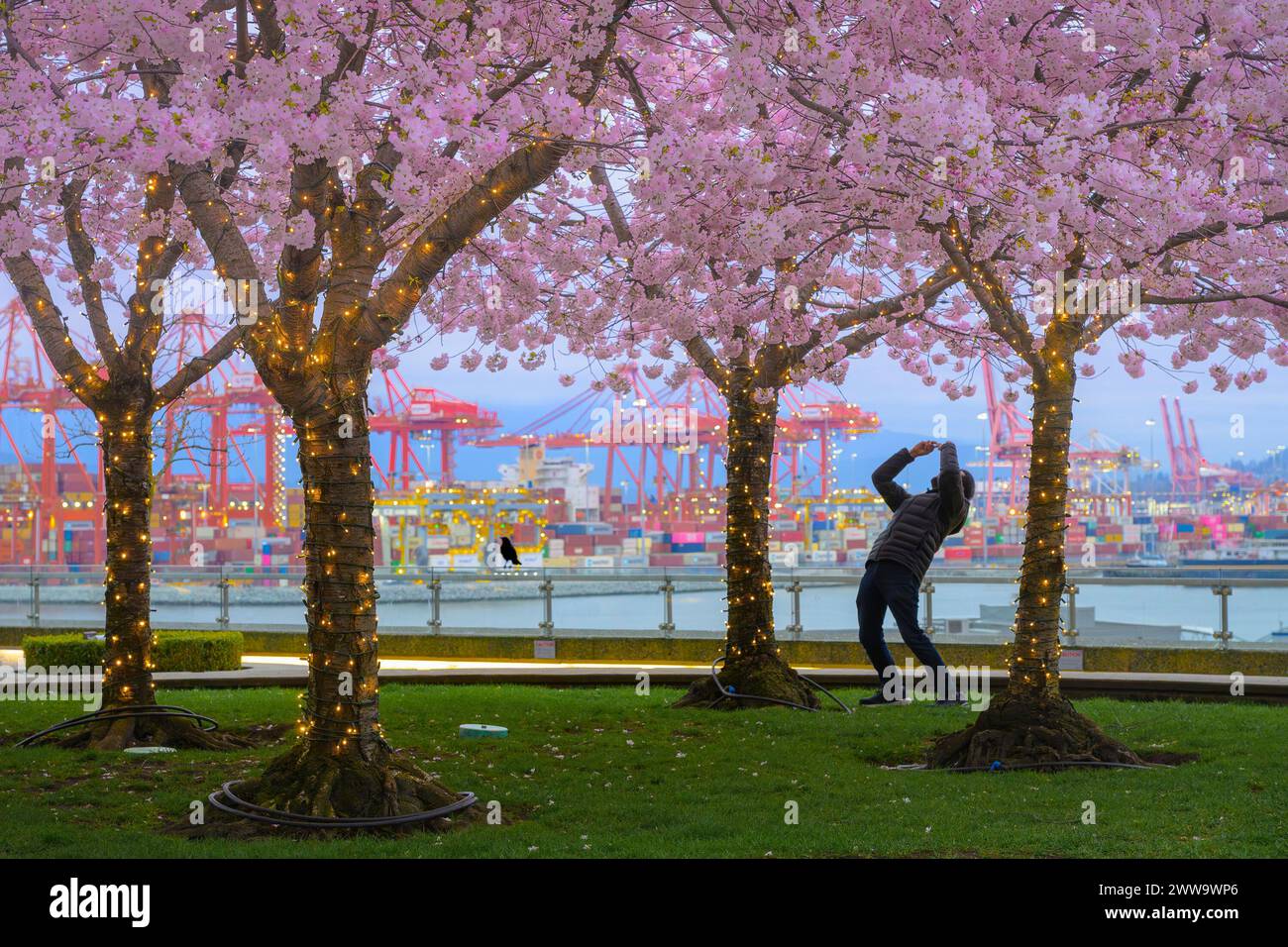 Uomo che fotografa la fioritura dei ciliegi primaverili con il cellulare, Vancouver, British Columbia, Canada Foto Stock