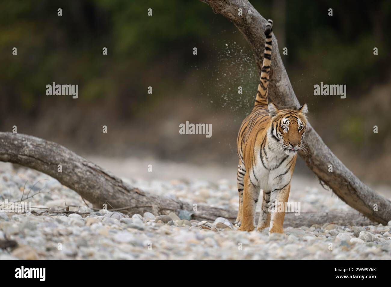 La tigre conosciuta come Paarwali, che segna il suo territorio lungo il fiume Ramganga nel Parco Nazionale di Corbett, febbraio 2024 Foto Stock