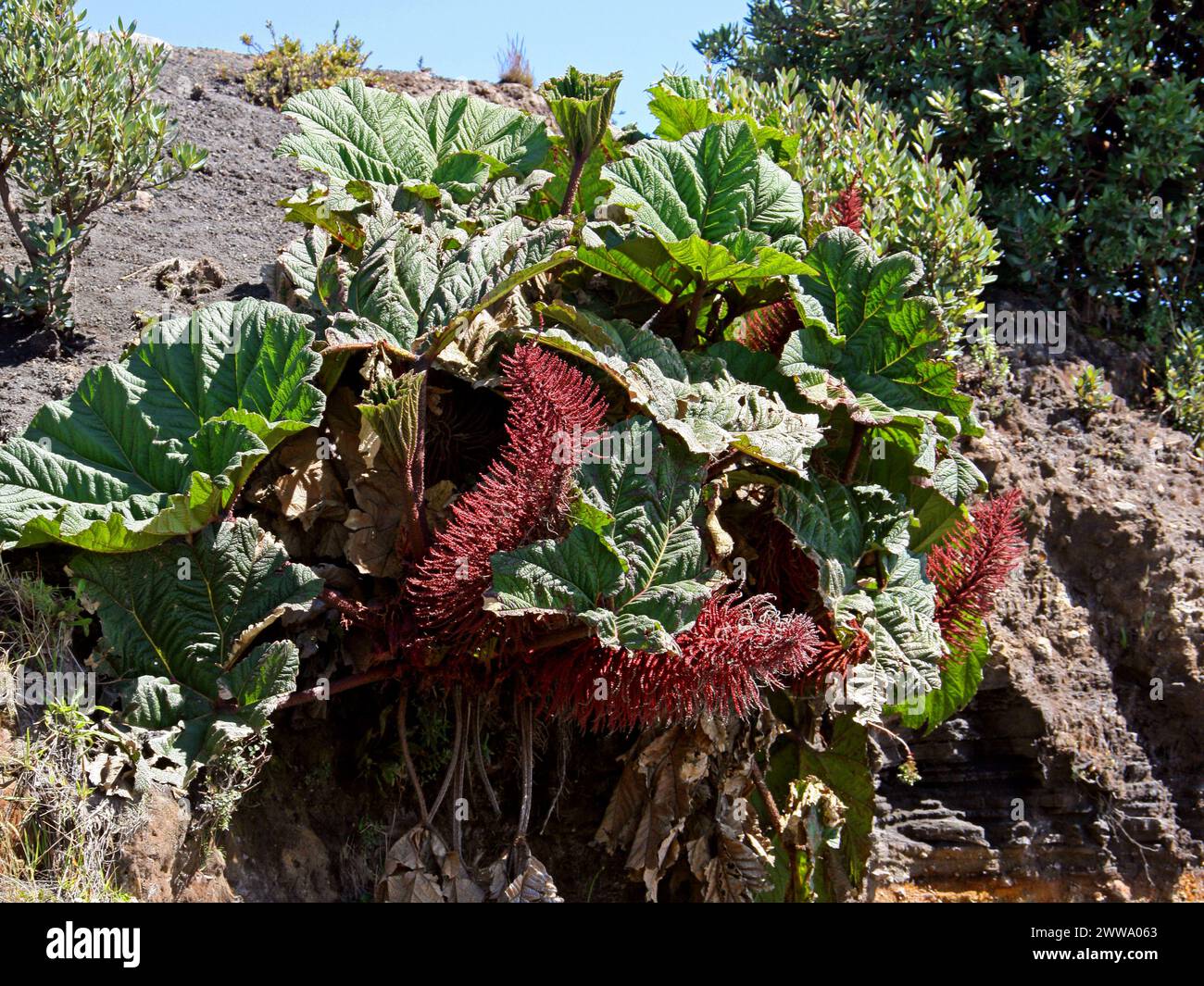 Ombrello dei poveri, Gunnera insignis, Gunneraceae nel Parco Nazionale del Vulcano Irazú, Costa Rica. Foto Stock