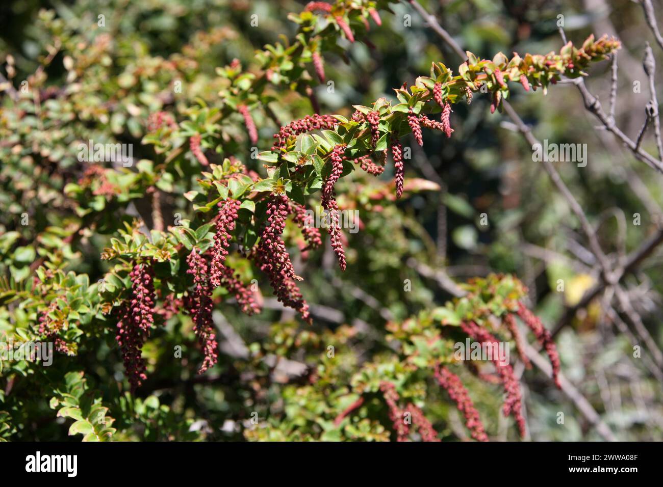 Coriaria ruscifolia subsp. Microphylla, Coriariaceae. Parco nazionale del vulcano Irazu, Costa Rica. Cresce a 000 piedi. Velenoso. Foto Stock