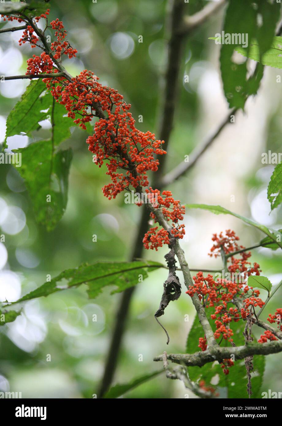 Urera species, probabilmente Flameberry, Urera caracasana, Urticaceae. Albero con bacche di arancia che cresce direttamente sui rami e sul tronco dell'albero. Costa Rica. Foto Stock