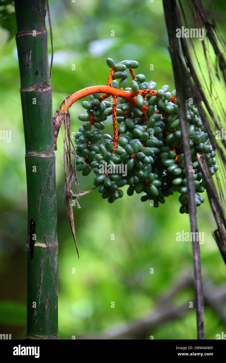 Pacaya o Pacaya Palm, Chamaedorea alternans, Arecaceae (Palmae). Foresta pluviale, Costa Rica. Foto Stock