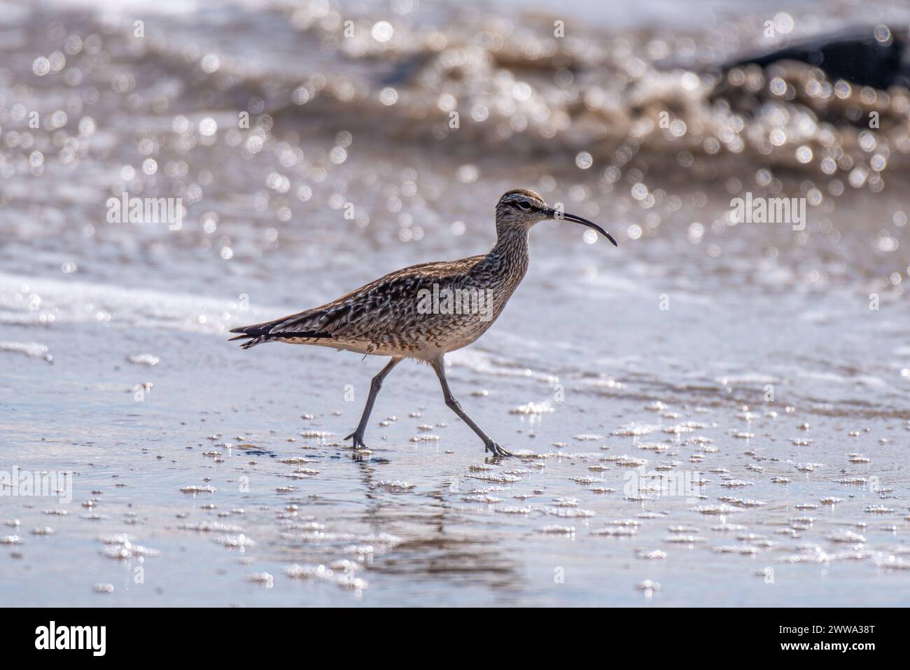 Chiazza bianca che cammina sulla spiaggia sabbiosa. Foto Stock