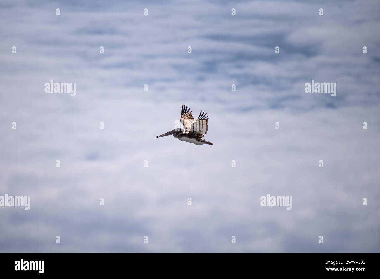 Un uccello della libertà vola attraverso il cielo sconfinato. Foto Stock