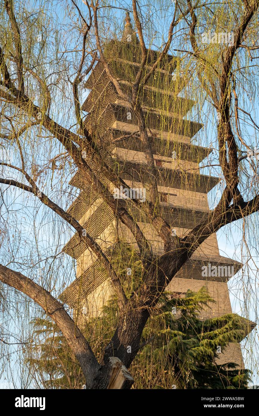 Pagoda Xumi ombreggiata da un albero di salice nel tempio di Kaiyuan a Zhengding, provincia di Hebei, Cina. Foto Stock