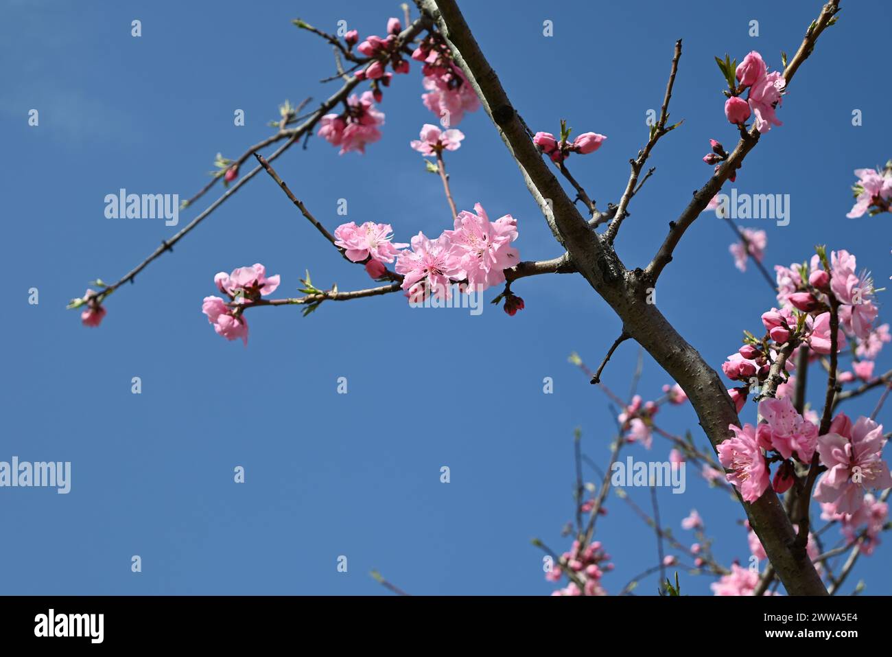 le pesche rosa sbocciano sui rami nelle giornate di sole in giardino Foto Stock