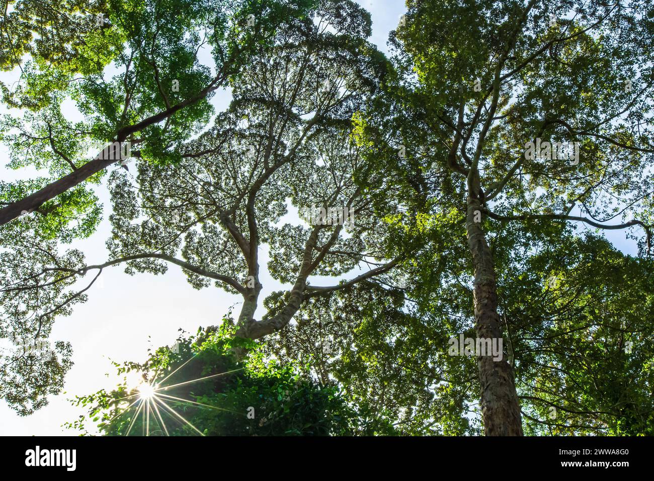Guardando il tronco di un alto albero della giungla nella riserva forestale di Klias, Beaufort Sabah, Malesia. Foto Stock