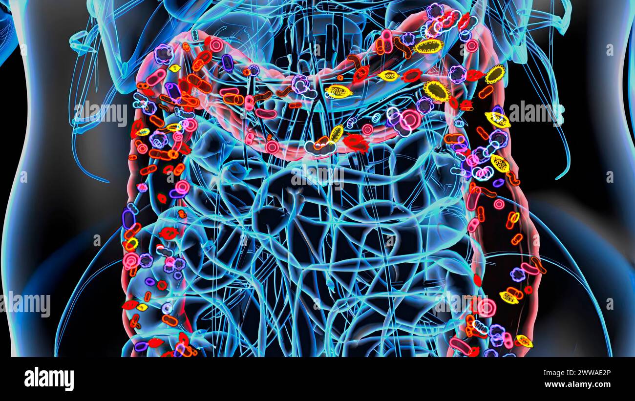 Microbiota intestinale, illustrazione concettuale. Foto Stock
