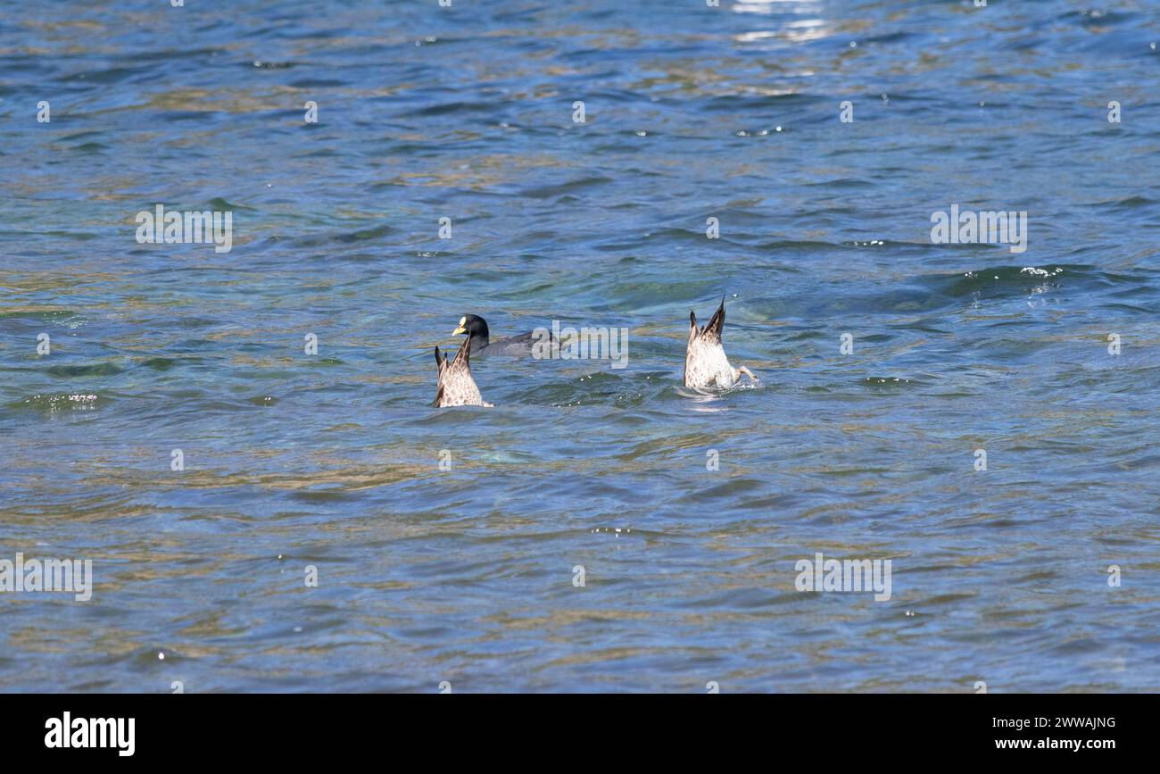 Due uccelli avventurosi si tuffano e cacciano pescando in acqua Foto Stock