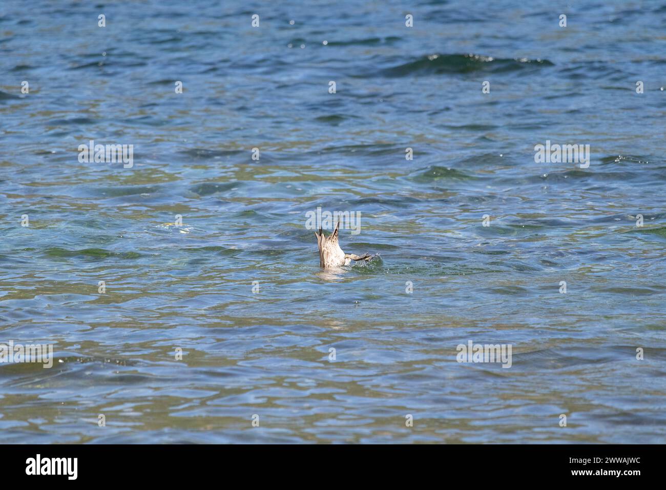 Un uccellino avventuroso che fa immersioni e caccia in acqua Foto Stock
