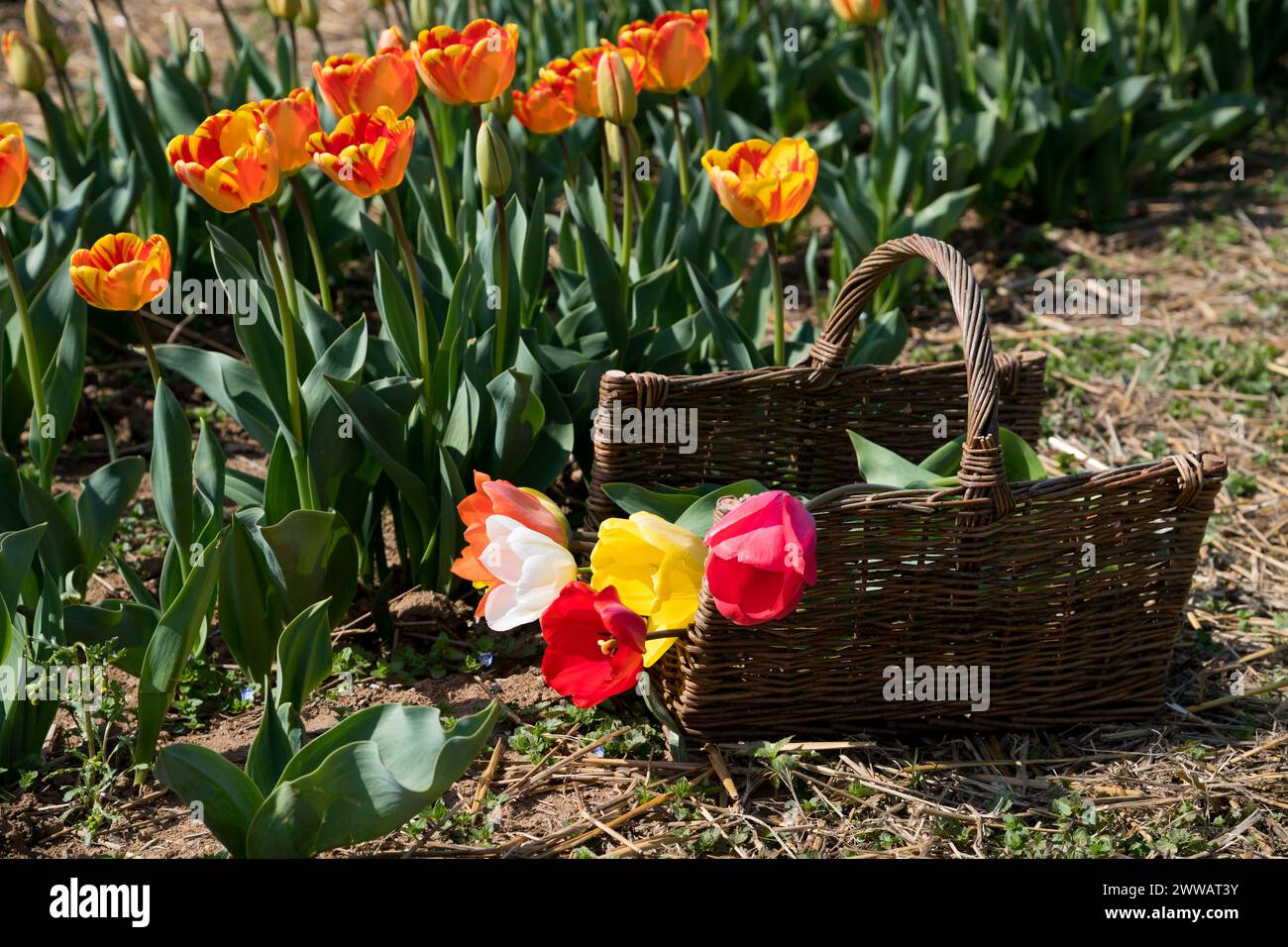Cestino di vimini con tulipani freschi e colorati posti su un terreno illuminato dal sole vicino ai fiori il giorno di primavera in giardino Foto Stock
