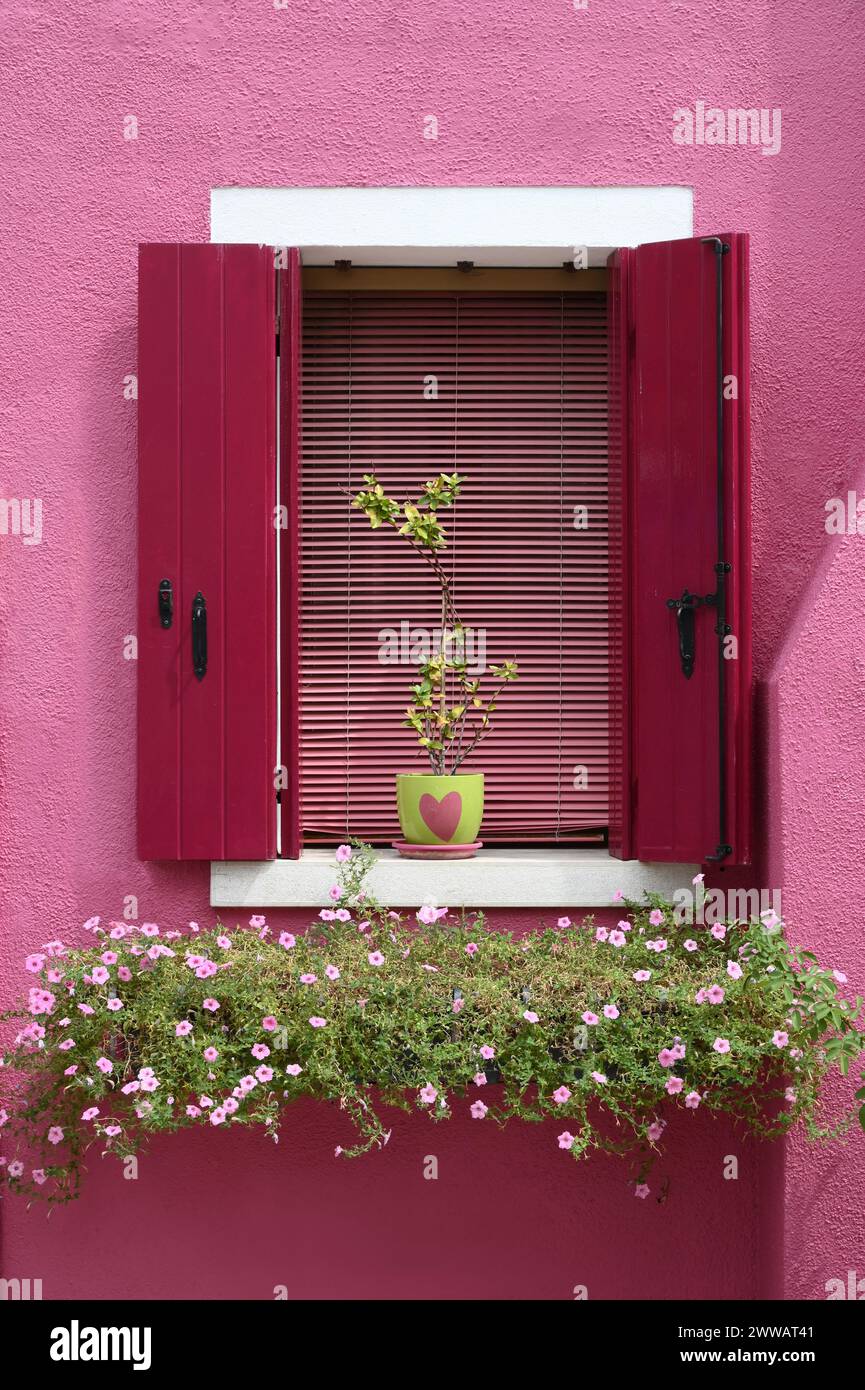 Lussureggiante pianta verde che fiorisce sotto la finestra aperta con persiane rosa nelle giornate di sole sulla strada della città Foto Stock
