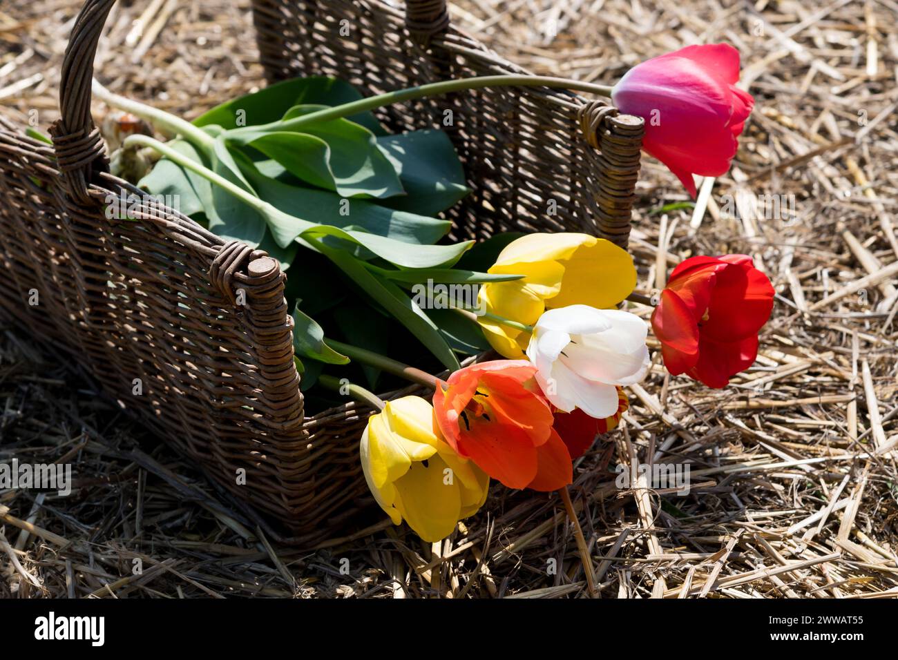 Dall'alto di tulipani freschi multicolori con foglie verdi in un cestello di legno posto su erba asciutta alla luce del sole Foto Stock