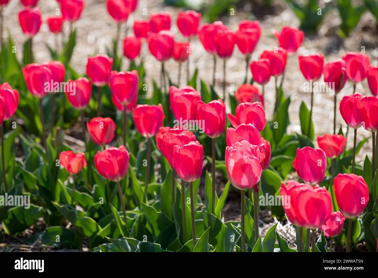Dall'alto dei bellissimi fiori di tulipani rossi che crescono nei campi nelle giornate di sole in primavera Foto Stock