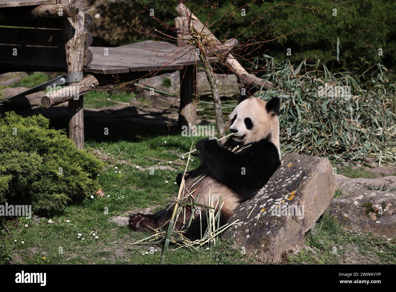 Sant'Aignan. 23 marzo 2024. Il panda gigante Huan Huan viene visto allo zoo Beauval di Saint-Aignan, Francia, 22 marzo 2024. Crediti: Gao Jing/Xinhua/Alamy Live News Foto Stock