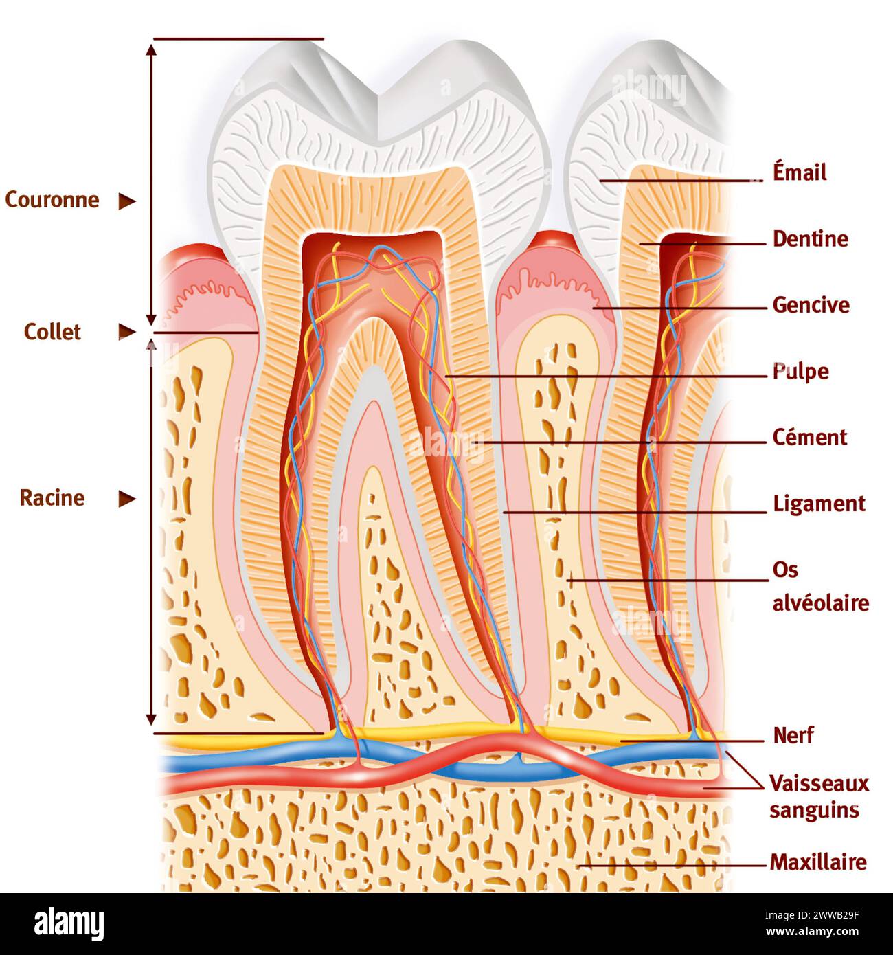Anatomia del dente: Dall'alto verso il basso - smalto bianco - dentina in arancione - polpa di arancio scuro contenente vasi e nervi - due radici. Foto Stock