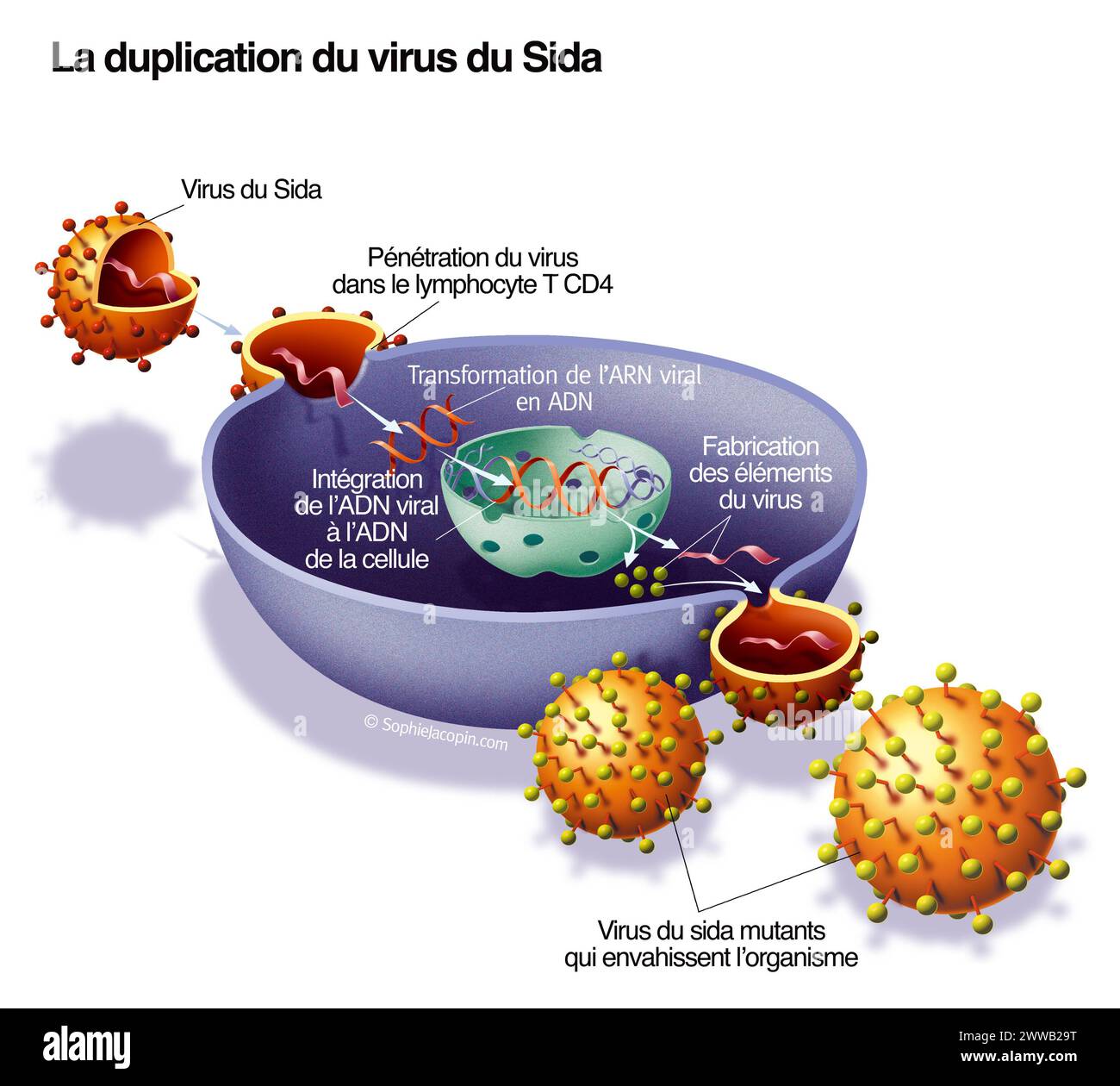 Duplicazione del virus dell'AIDS. Rappresentazione della penetrazione e duplicazione del virus dell'AIDS grazie a una cellula ospite CD4. Foto Stock