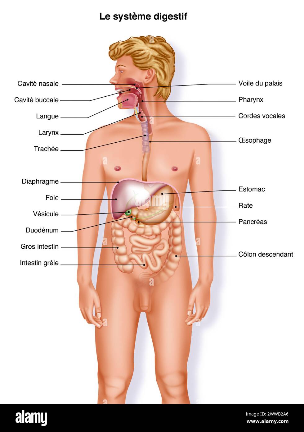 L'apparato digerente. Rappresentazione dell'apparato digerente dalla bocca all'ano. Foto Stock