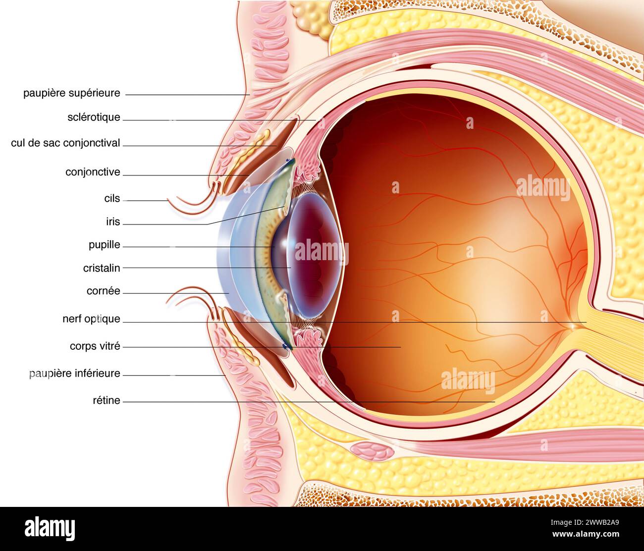 Le palpebre. Rappresentazione nella sezione sagittale mediana dell'occhio e della palpebra con evidenziazione delle loro strutture. Foto Stock