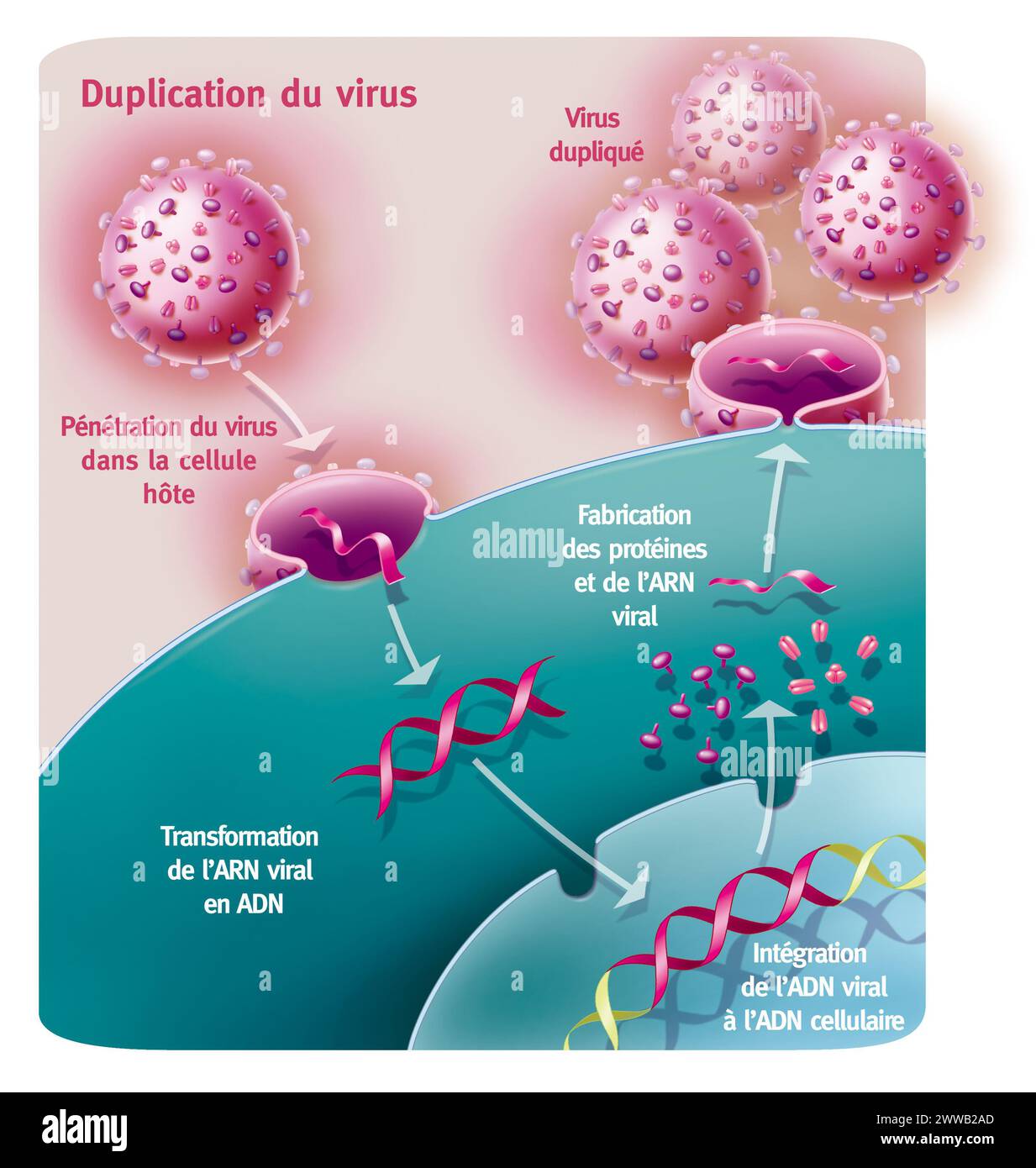 Duplicazione di un virus di tipo retrovirus. Rappresentazione della penetrazione e duplicazione di un retrovirus di tipo AIDS grazie a una cellula ospite. Foto Stock