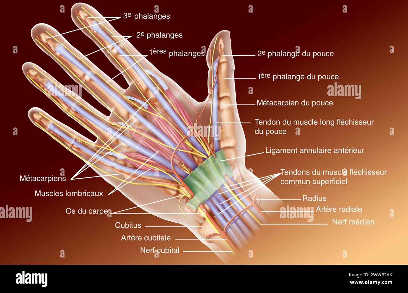 Anatomia della mano. Foto Stock