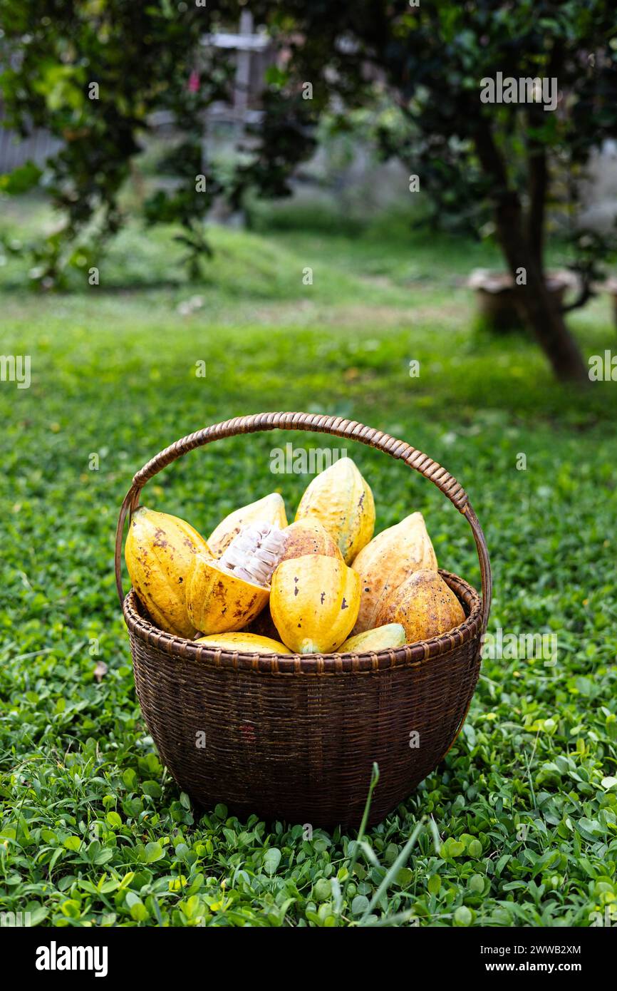 Un cestino di cialda di cacao. Tagliare in baccelli di cacao metà maturi o frutta gialla di cacao raccogliere i semi di cacao su un cestello. Foto Stock