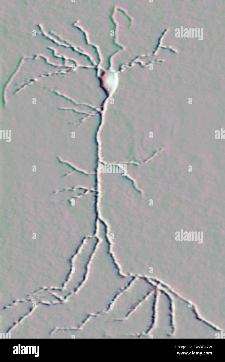 Neurone multipolare (cellula di base del tessuto nervoso, ricezione, analisi e produzione di informazioni). Foto Stock
