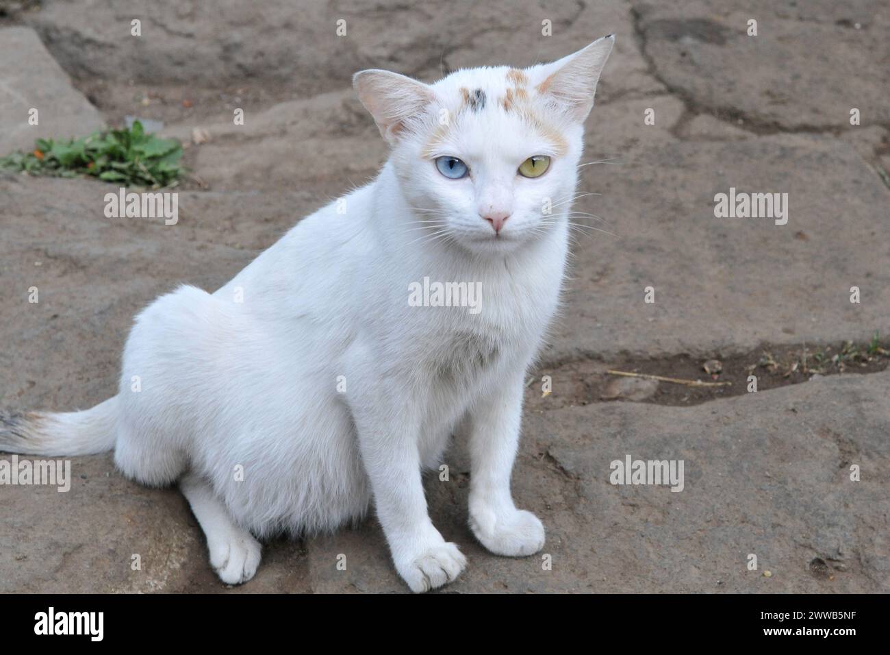 Gatto con occhi strani. Foto Stock