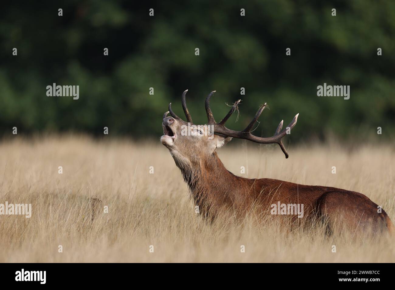 La soletta è la chiamata fatta dai cervi per attirare l'attenzione delle femmine durante la stagione di accoppiamento. Foto Stock