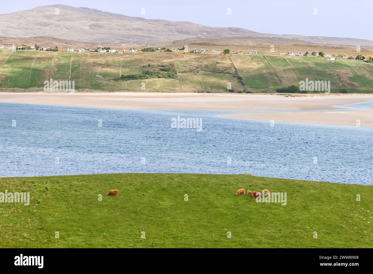 A Rhitongue, in Scozia, le vacche delle Highland pascolano pacificamente su un prato lussureggiante, con un tranquillo sfondo di una spiaggia sabbiosa e acque azzurre Foto Stock
