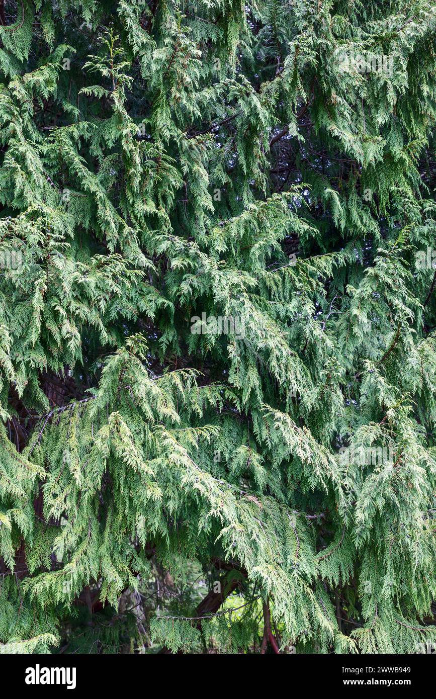 La fotografia dettagliata cattura la lussureggiante complessità del fogliame sempreverde, presentando una vista astratta che sottolinea la bellezza naturale Foto Stock