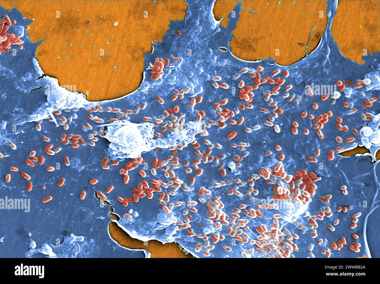 Immagine SEM (Electron Microscopic) a scansione a colori digitale di un campione d'acqua non trattato estratto da un flusso selvatico utilizzato principalmente per il controllo. Foto Stock