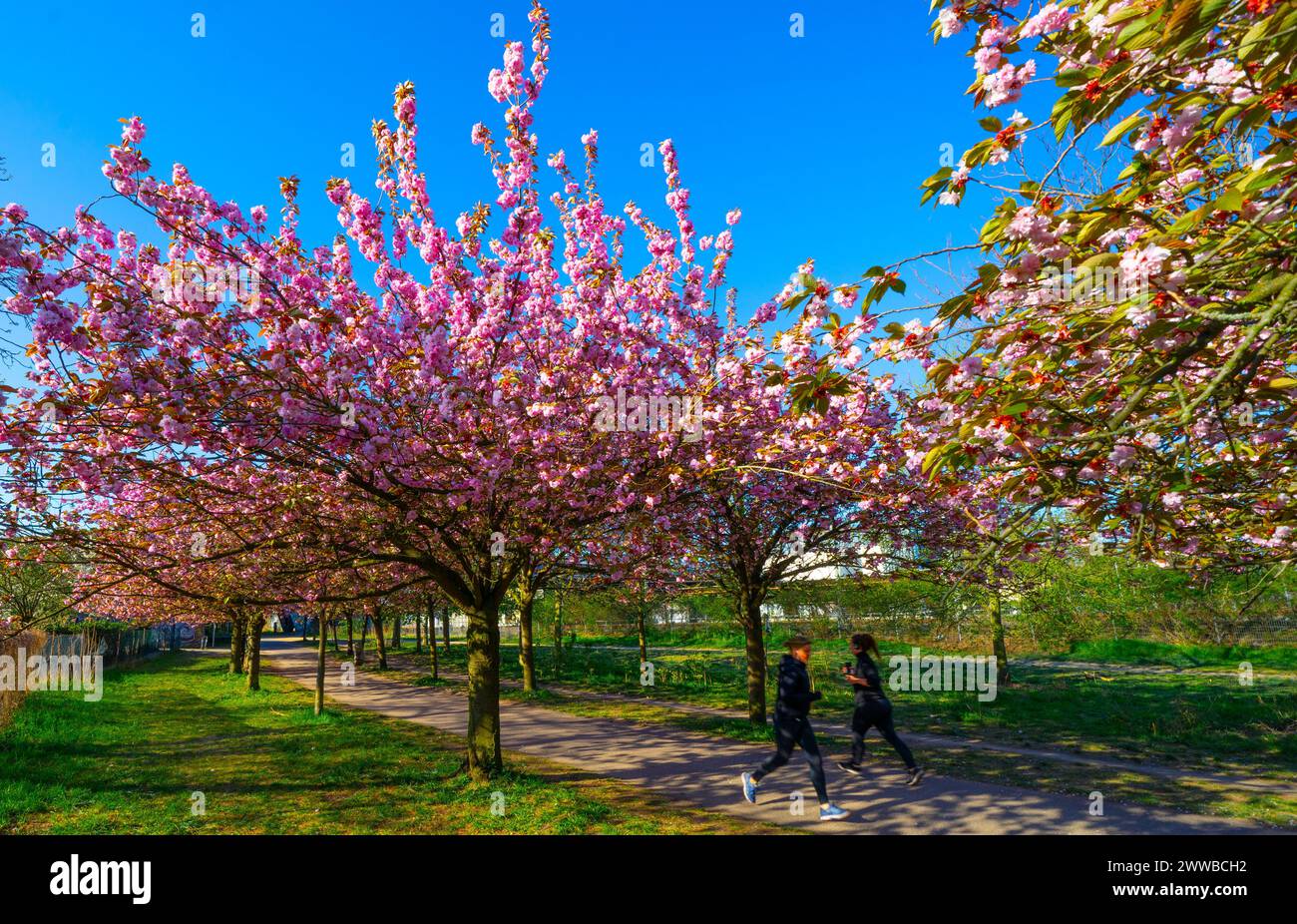 Kirschblüte a Berlino, Bornholmer Brücke Foto Stock