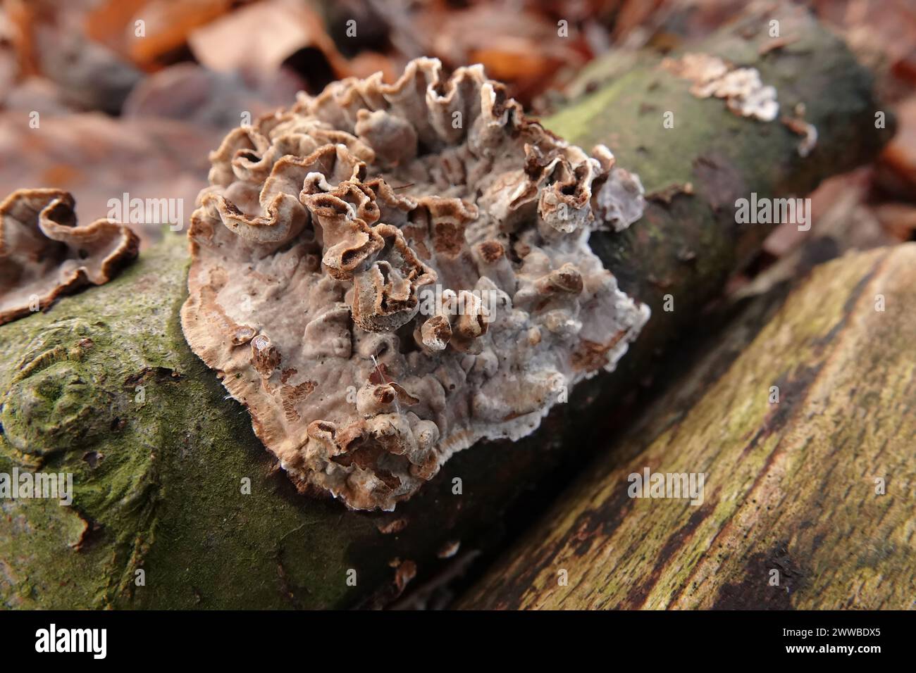 Primo piano naturale su un fungo di foglia d'argento, Chondrostereum purpureum su legno caduto Foto Stock