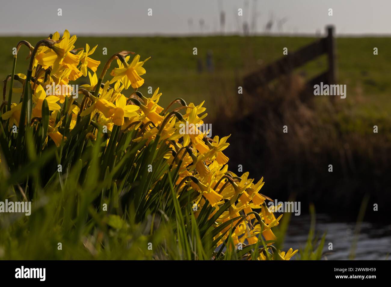 Ammasso di narcisi presso la riva del fossato di fronte al prato con una recinzione di legno. I narcisi stanno emergendo dal suolo, la primavera sta arrivando. Foto Stock