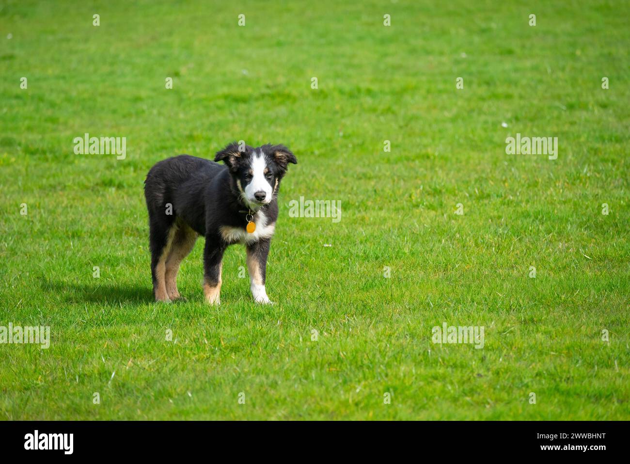 Un piccolo cucciolo tricolore di Collie all'aperto in un campo al sole primaverile Foto Stock