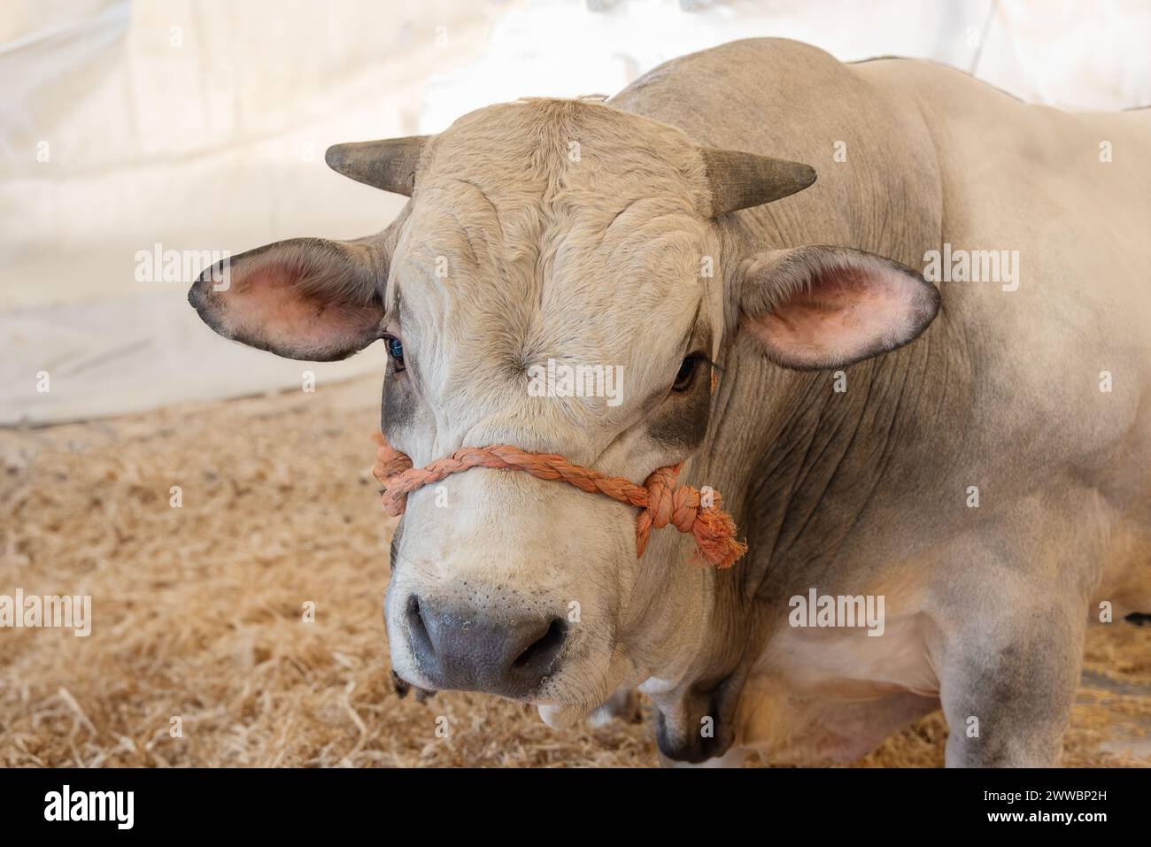 Ritratto di un toro della razza piemontese Fassona; una pregiata razza bovina italiana Foto Stock
