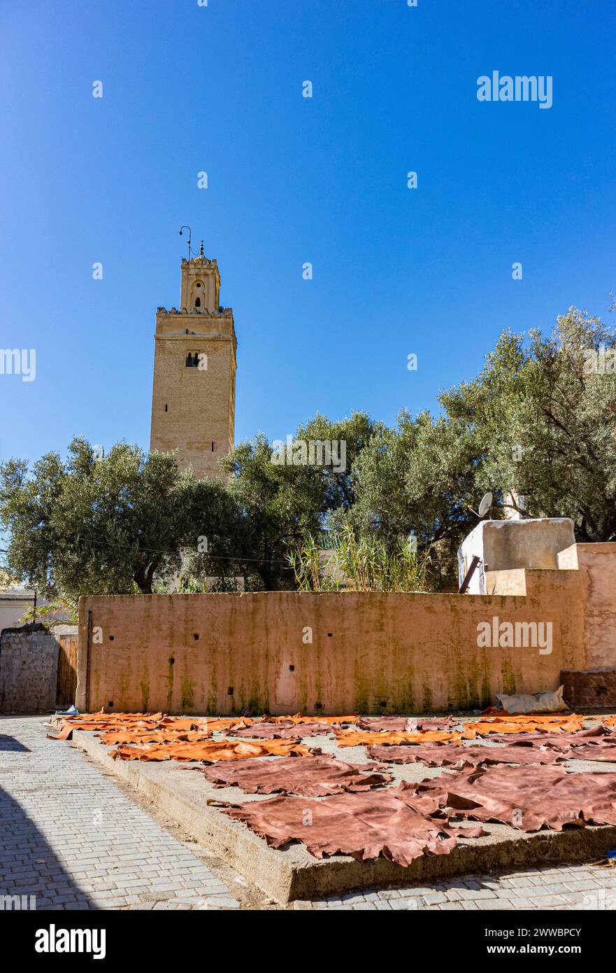 La mucca appena abbronzata si nasconde per cuocere al sole sotto un alto minareto moschea a FES, Marocco Foto Stock