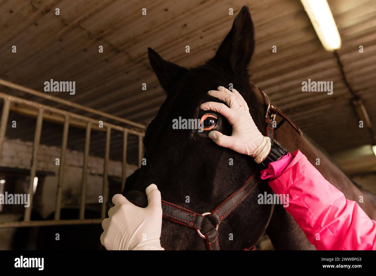 Veterinario equino che esamina l'occhio di cavallo nero. Routine veterinaria. Assistenza sanitaria Foto Stock