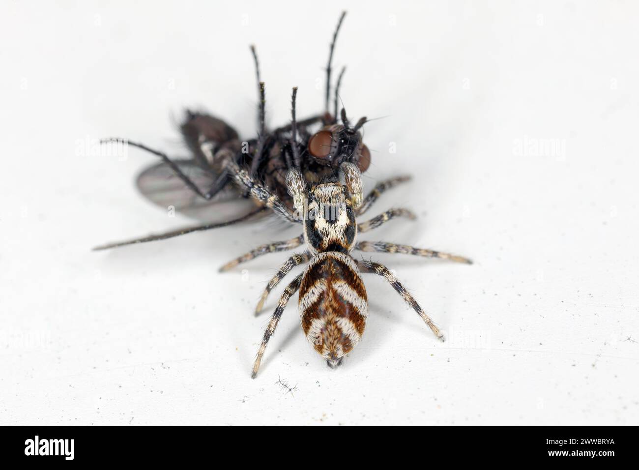 Un ragno che salta (Salticus scenicus) con una mosca cacciata sul davanzale. Foto Stock