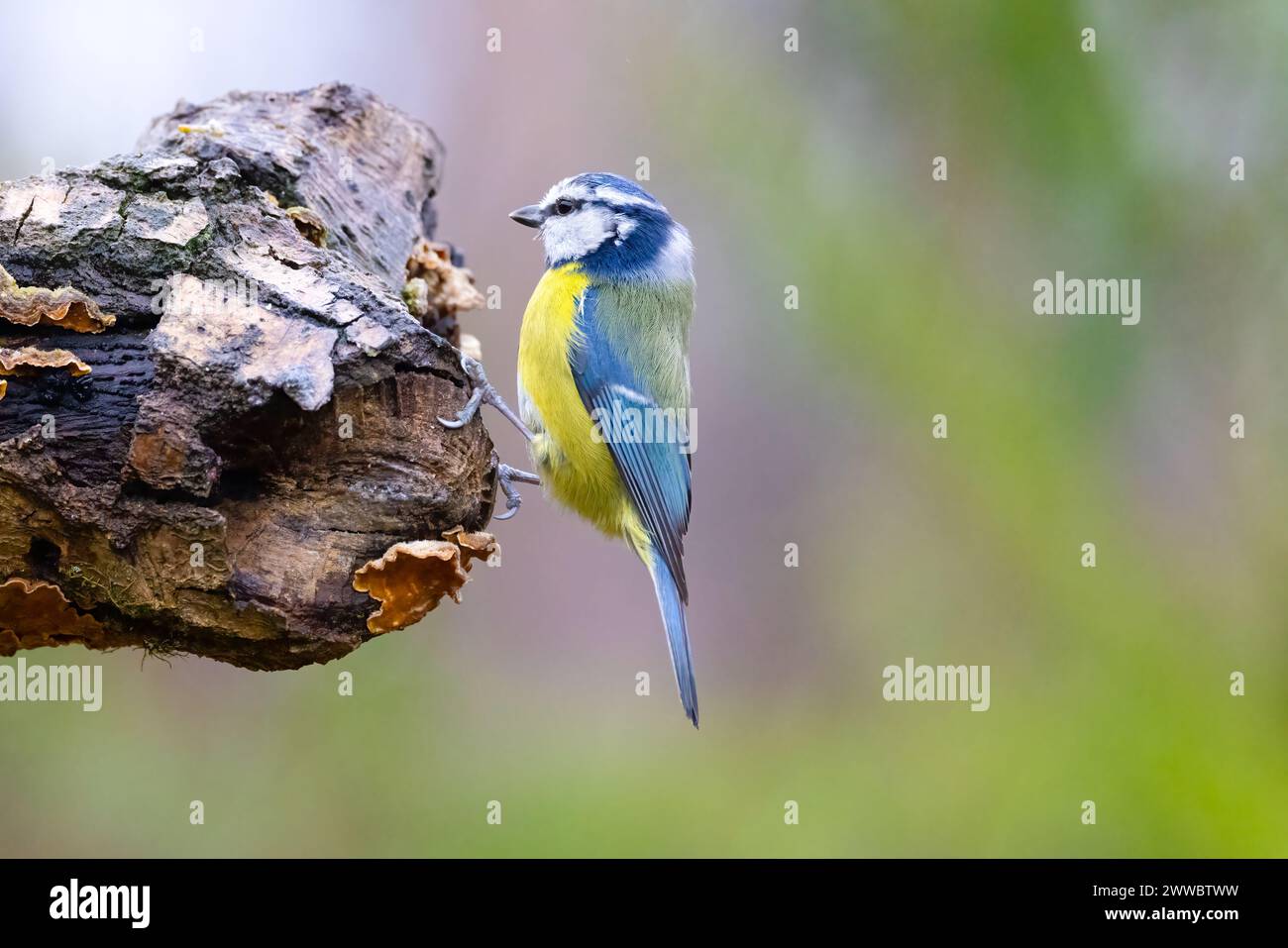 Tit blu (Cyanistes caeruleus) Foto Stock