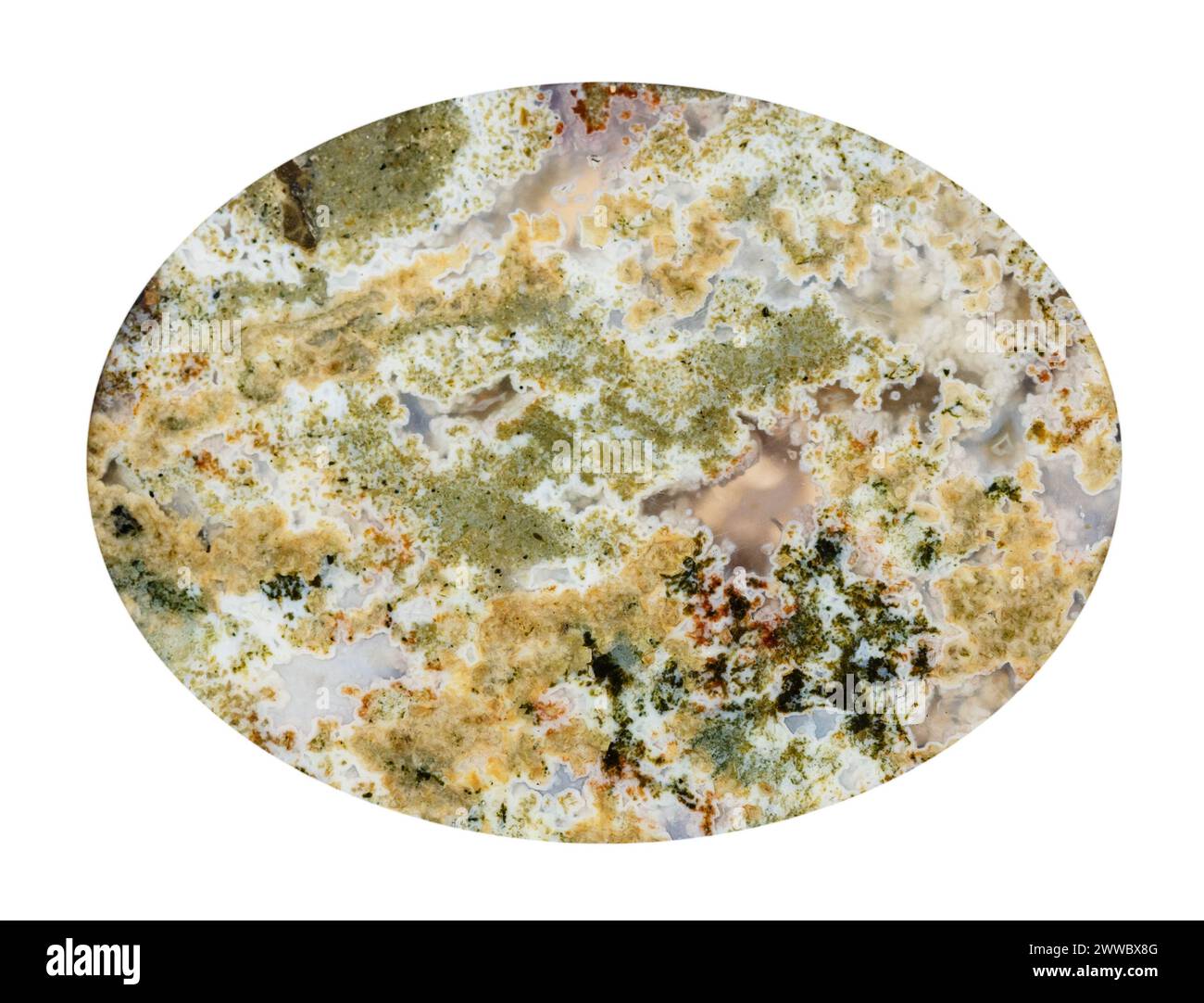 primo piano di un campione di pietra naturale proveniente dalla collezione geologica - cabochon proveniente da pietre preziose di agata di muschio lucida isolata su sfondo bianco Foto Stock