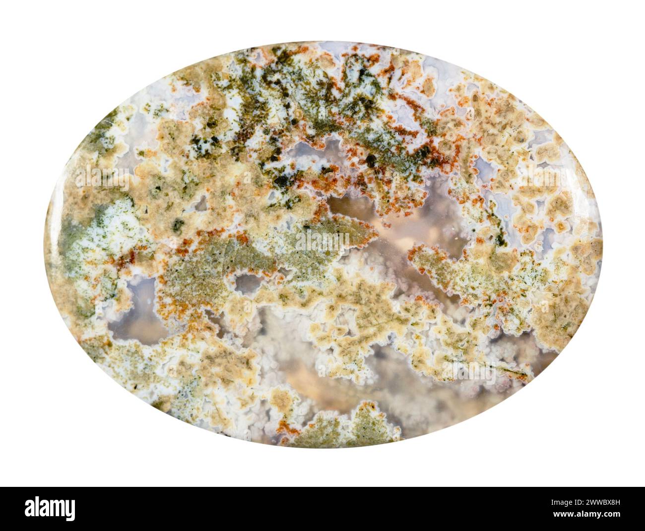 primo piano di un campione di pietra naturale proveniente dalla raccolta geologica - cabochon proveniente da un minerale di agata di muschio lucidato isolato su sfondo bianco Foto Stock