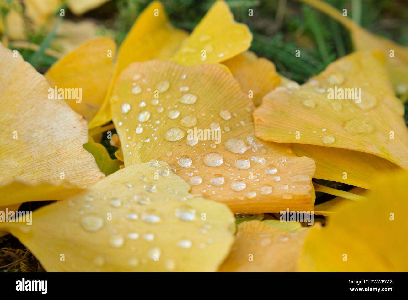 Foglie autunnali, foglie di Ginkgo Foto Stock